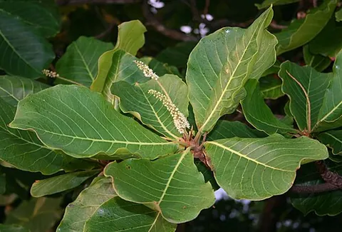 terminalian: any large tree and flowering plant of the genus Terminalia