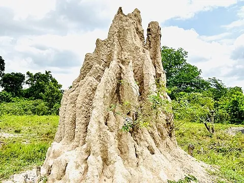 termitarium: a termite colony