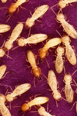 termite: a white-bodied, wood-consuming insect of the infraorder Isoptera, in the order Blattodea
