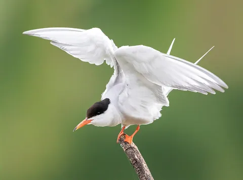tern: any of various seabirds of the subfamily Sterninae (of the family Laridae) that are similar to...