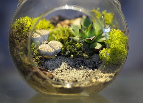 terrarium: an enclosure wherein small animals are displayed, usually with some plants, in a naturalistic...