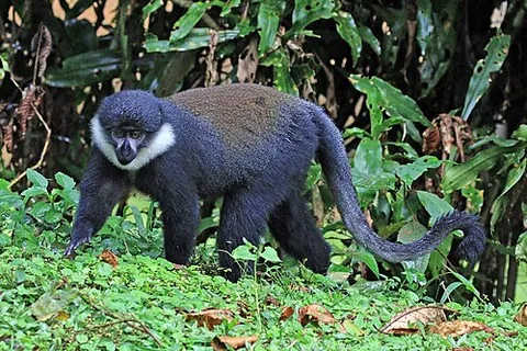 terrestrial guenon: any Old World monkey of the genus Allochrocebus