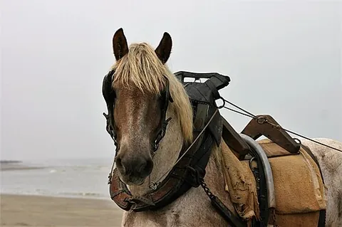 terret: one of the rings on the top of the harness saddle, through which the reins pass