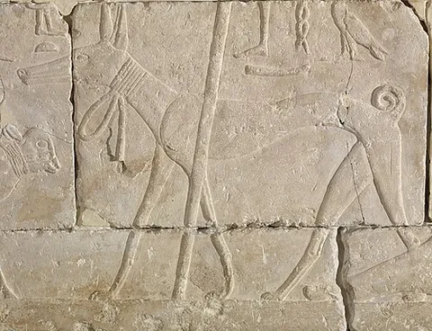 tesem: an extinct kind of dog from Ancient Egypt resembling a greyhound