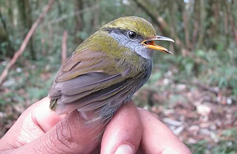 tesia: a bird of the genus Tesia