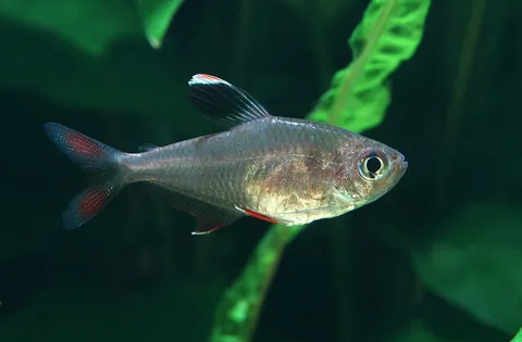 tetra: any of numerous species of small freshwater fish of the South American family Characidae and West...