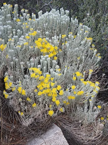 tetradymia: any member of the genus Tetradymia of flowering plants