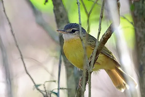 tetraka: any of several species of warbler in the genus Xanthomixis, native to Madagascar