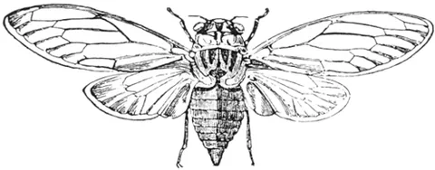 tettix: a cicada, especially in Greece