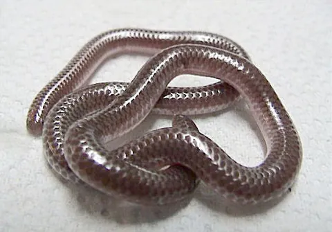 texas blind snake: a blind snake, Leptotyphlops dulcis, from southwestern North America