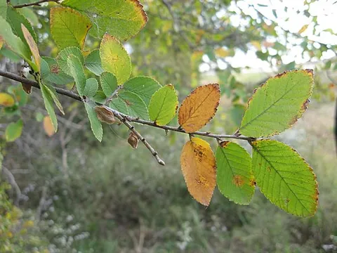 texas cedar elm: an elm tree of species Ulmus crassifolia