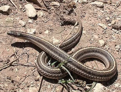 texas lined snake: tropidoclonion lineatum texanum, a subspecies of the lined snake