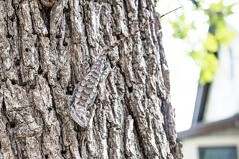 texas spiny lizard: sceloporus olivaceus, a species of spiny lizard most commonly found in Texas, which tends to stay...