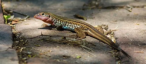 texas spotted whiptail: aspidoscelis gularis, a species of whiptail with six subspecies