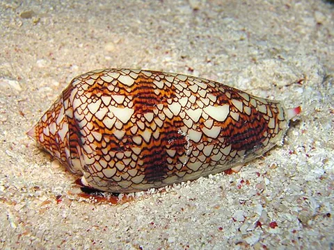 textile cone: an attractive cone shell (Conus textile) in which the colours are arranged so that they resemble...