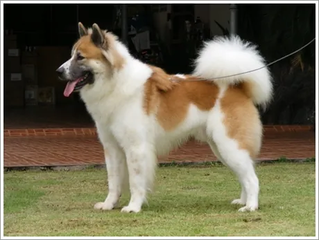 thai bangkaew dog: a medium-sized spitz-type dog, originating from Thailand