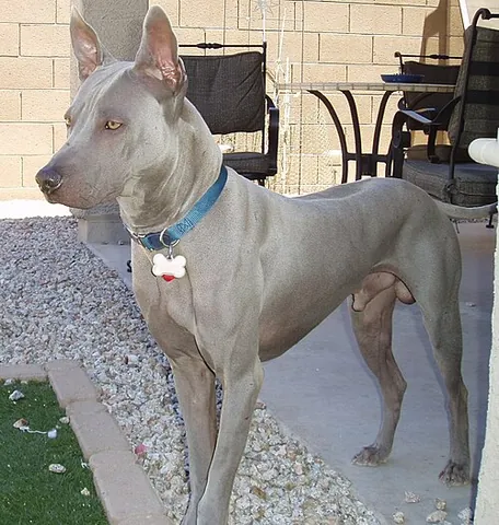 thai ridgeback: a sighthound bred in what is now Thailand