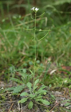 thale cress: a plant of the species Arabidopsis thaliana, native to Eurasia