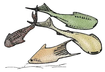 thelodont: any extinct fish of the class Thelodonti, having small, spiny scales