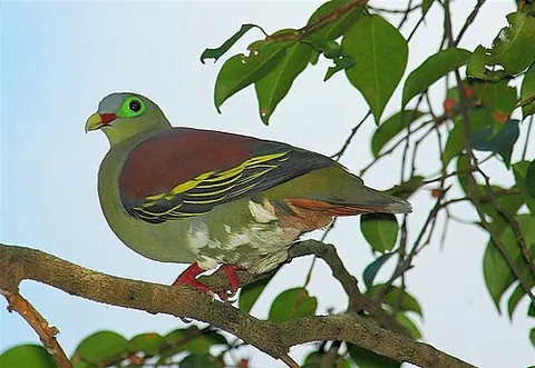 thick-billed green pigeon: any member of the species Treron curvirostra of columbid birds, found from Nepal to the Philippines