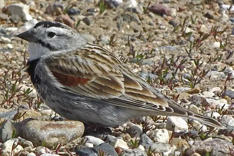 thick-billed longspur: rhynchophanes mccownii, a species of perching bird found in North America