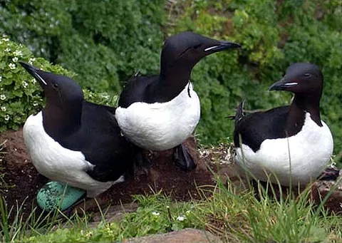 thick-billed murre: a large auk, Uria lomvia