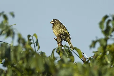 thick-billed seedeater: crithagra burtoni, a species of true finch native to southern Africa