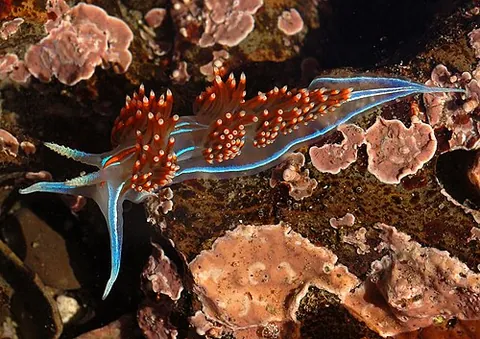 thick-horned nudibranch: synonym of opalescent nudibranch (“A brightly-coloured nudibranch sea slug, Hermissenda...