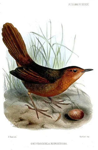 thicketbird: any of the various species of warbler in the genus Cincloramphus