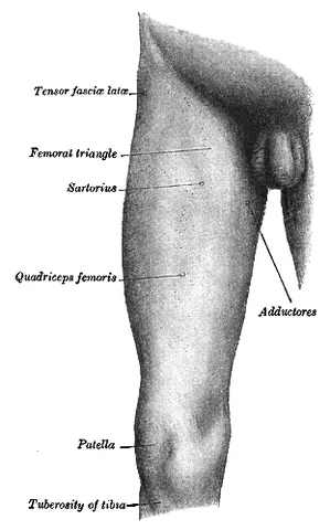 thigh: the upper leg of a human, between the hip and the knee