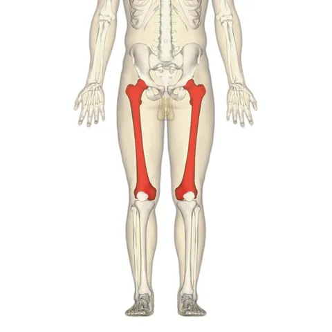 thighbone: the bone that extends from the pelvis to the knee in humans; the femur