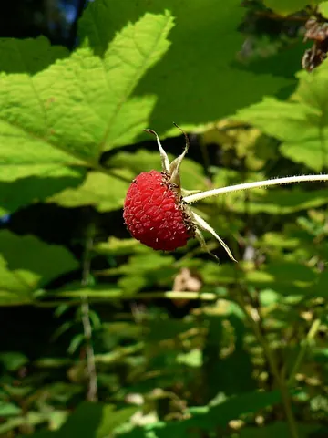 thimbleberry: rubus parviflorus, a species of Rubus, native to western and northern North America, from Alaska...