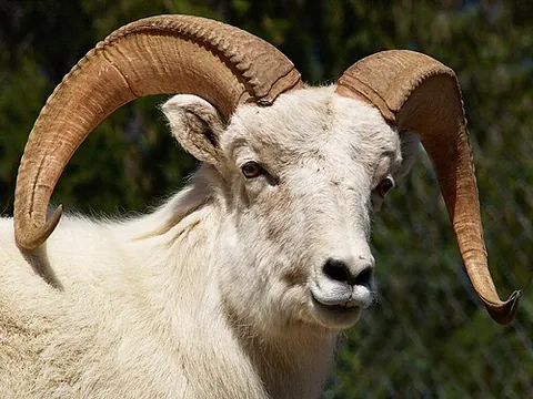 thinhorn sheep: ovis dalli, a species of sheep native to northwestern North America, ranging from white to slate...