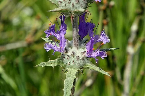 thistle sage: a North American herb (Salvia carduacea), the seeds of which were once a staple food similar to chia