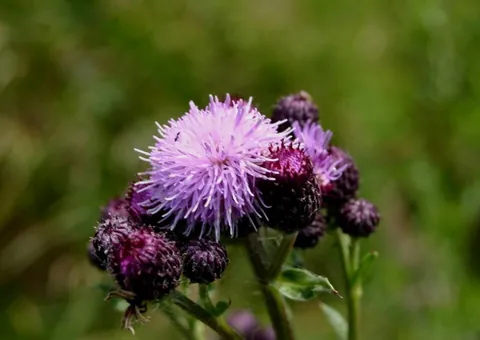 thistle: any of several perennial composite plants, especially of genera Cirsium, Carduus, Cynara, or...