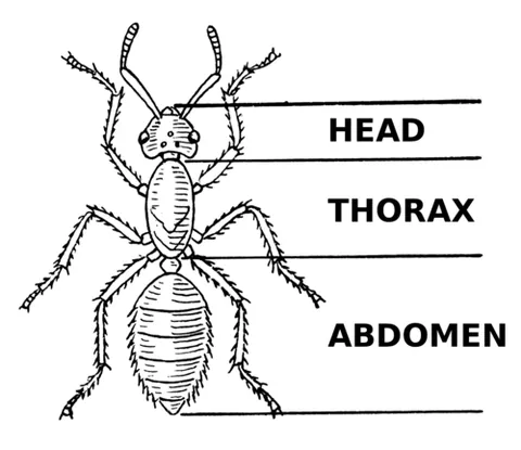 thorax: the region of the mammalian body between the neck and abdomen as well as the cavity containing the...