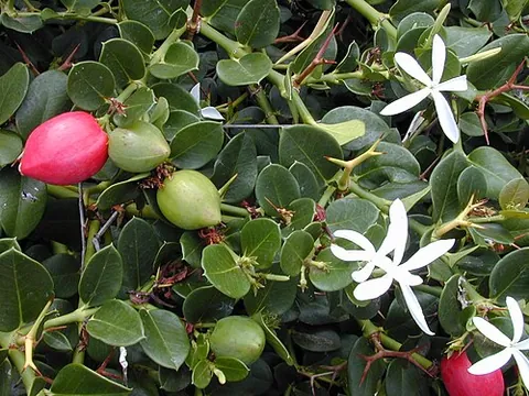 thorn: a modified branch that is hard and sharp like a spike