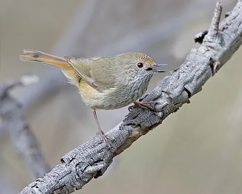 thornbill: any of the passerine birds of the genus Acanthiza, native to Australia