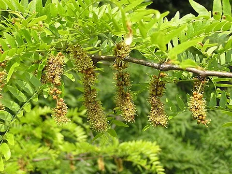thornless honey locust: cultivars of the normally heavily thorned honey locust tree (Gleditsia triacanthos), known...