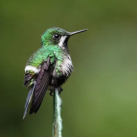 thorntail: any of various hummingbirds of the genus Discosura