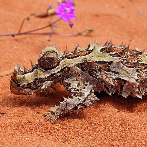 thorny devil: a lizard of species Moloch horridus, of Australia