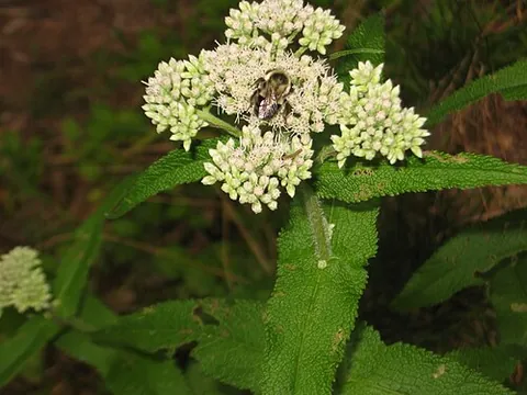 thoroughwort: any of several plants of the genus Eupatorium
