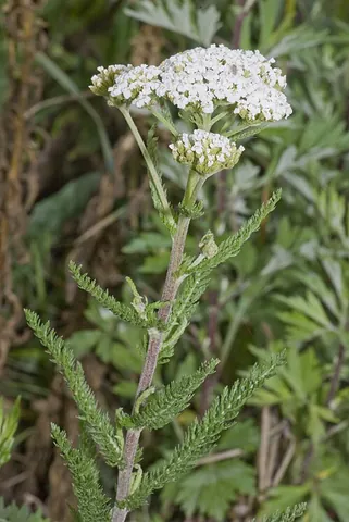 thousand-leaf: achillea millefolium or common yarrow, a flowering plant widespread in the temperate Northern...