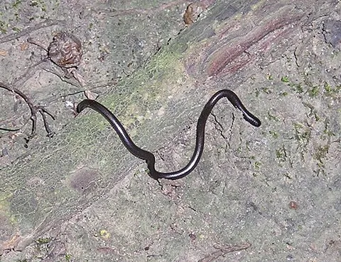 thread snake: any of the fossorial snakes in the family Leptotyphlopidae