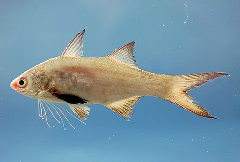 threadfin: any of many fish of the family Polynemidae