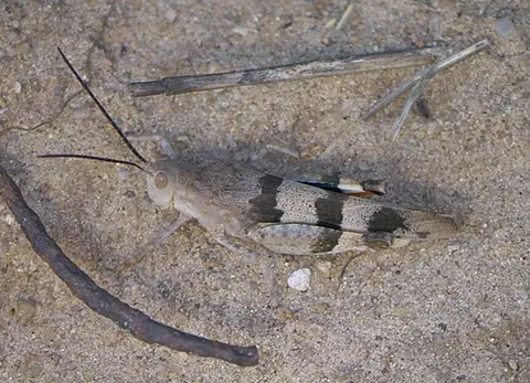 three-banded grasshopper: hadrotettix trifasciatus, a species of North American band-winged grasshopper