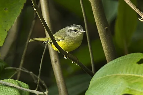 three-banded warbler: basileuterus trifasciatus, a species of perching bird native to Ecuador and Peru