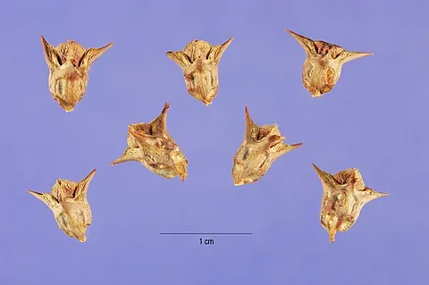 three-cornered jack: a weed of species Emex australis