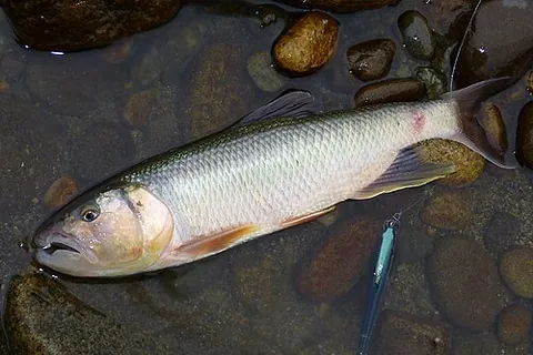 three-lips: a fish, Opsariichthys uncirostris
