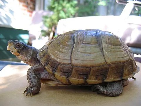 three-toed box turtle: terrapene triunguis, a species of box turtle that is native to the United States